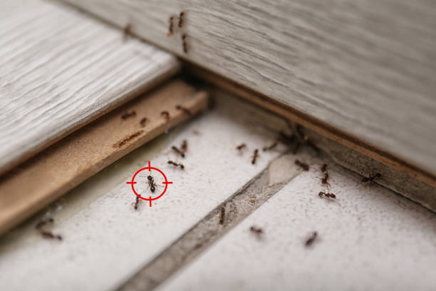 Best Wildlife Control Services  in Caddo, OK