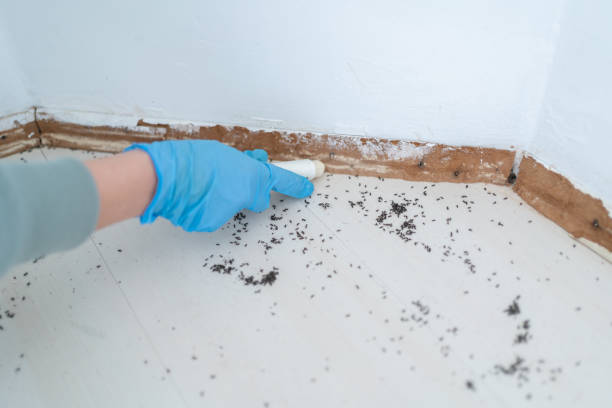Flea Control Services in Caddo, OK